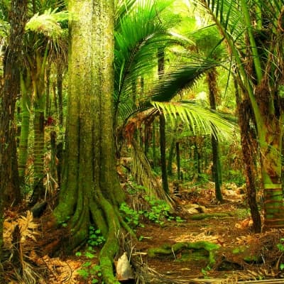 Randonnée découverte dans la Puketi Forest