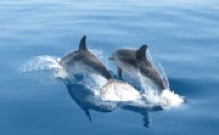 A la Rencontre des Dauphins !