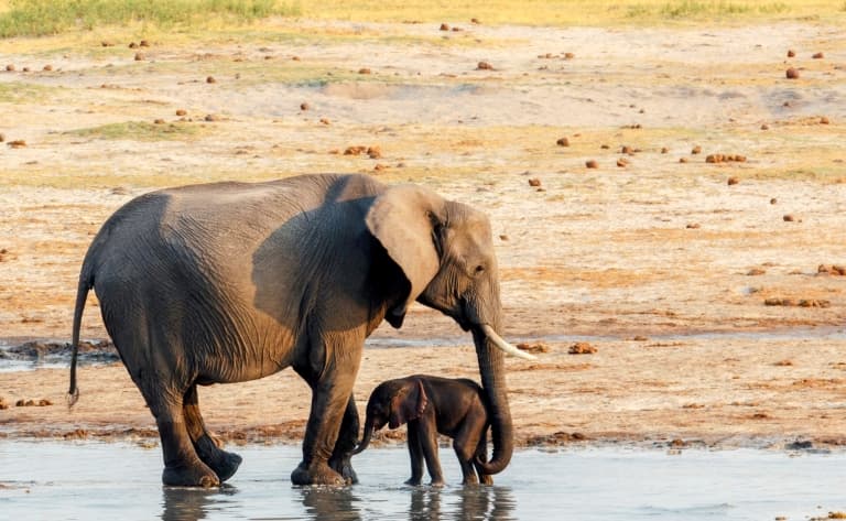 Les activités proposées par les lodges de Hwange et Manapools