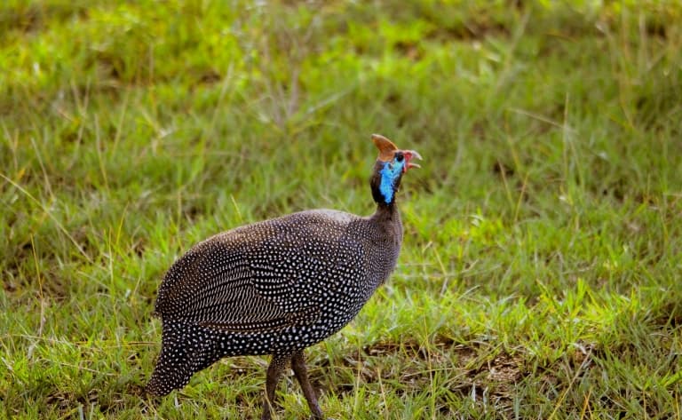 Observation des oiseaux au parc Udzungwa