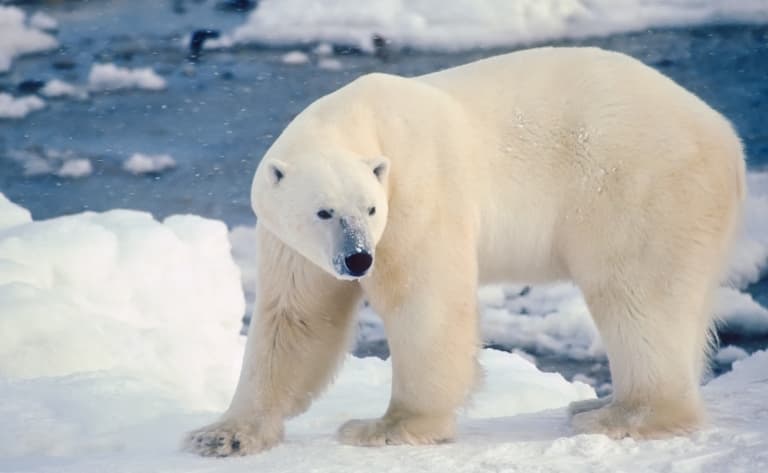 Croisière d’observation des ours
