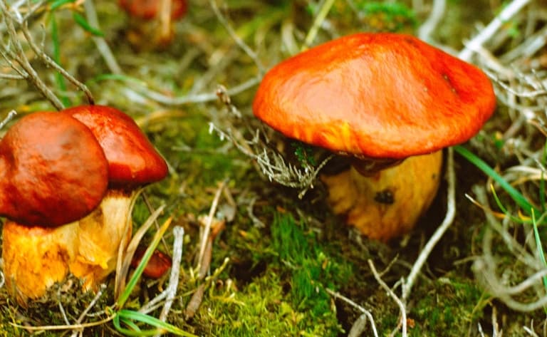 Mycologie - découverte de la nature