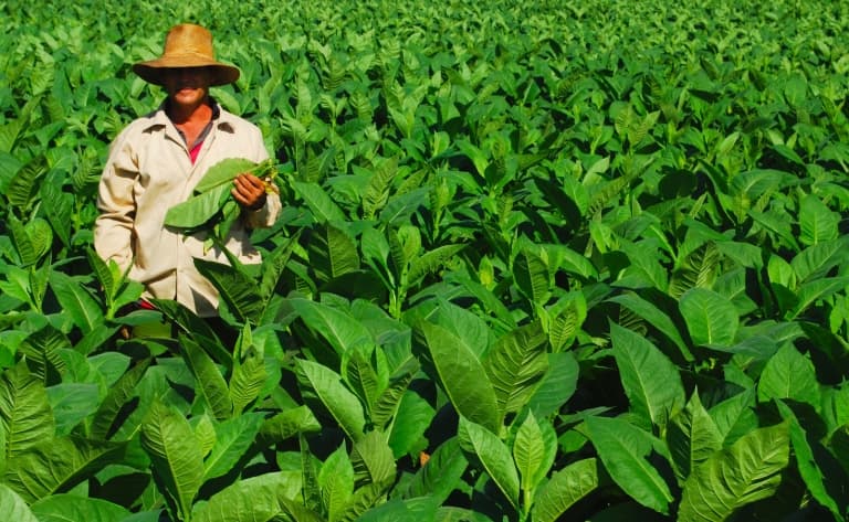 Découverte de la culture du tabac avec une famille
