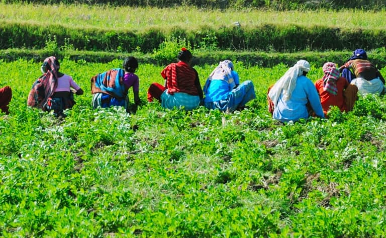 Déjeuner dans une plantation d’épices à Kalaketty Estate