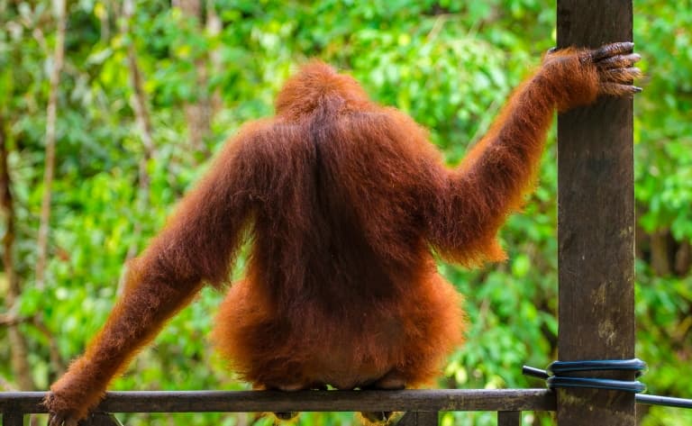 Centre de réhabilitation des orangs-outans de Sepilok