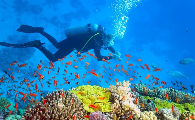 Le Moorea Dolphin Center