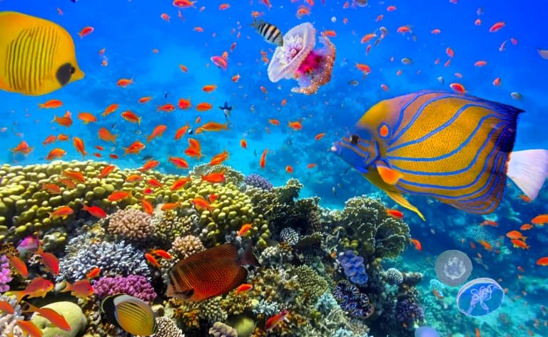 Aquarium de Monterey